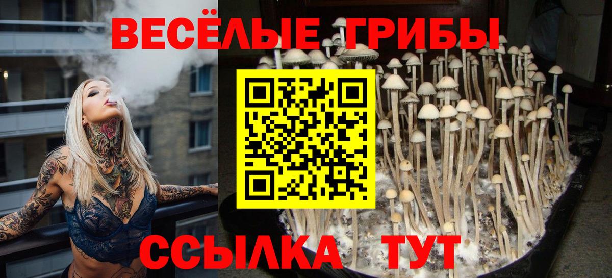Псилоцибиновые грибы Cubensis Апшеронск